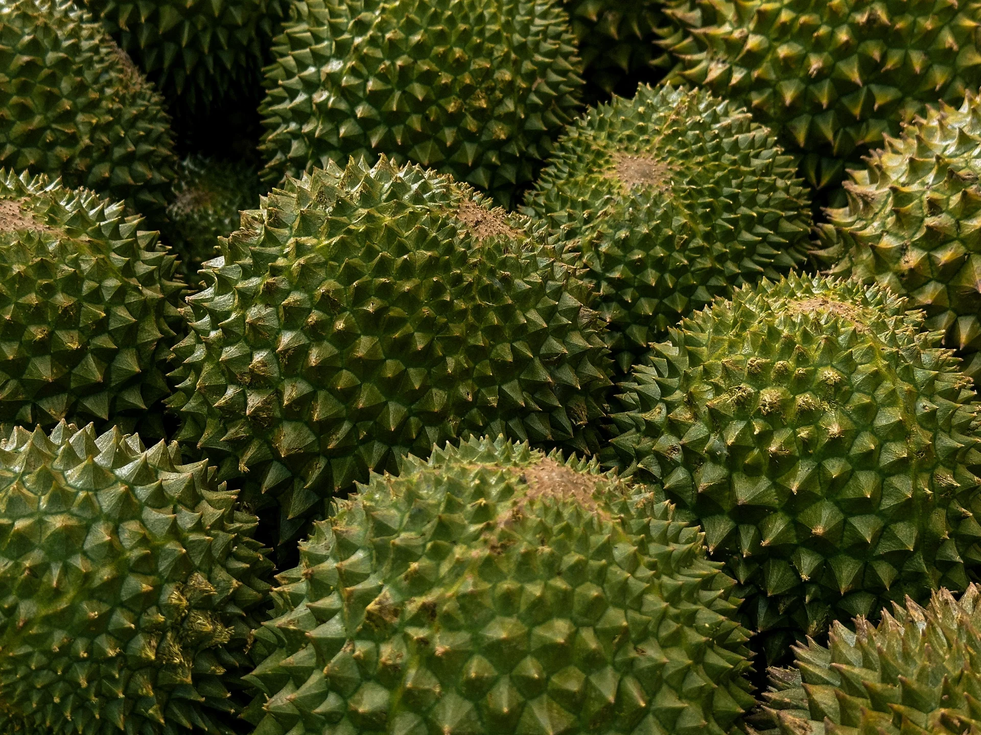 ทุเรียน