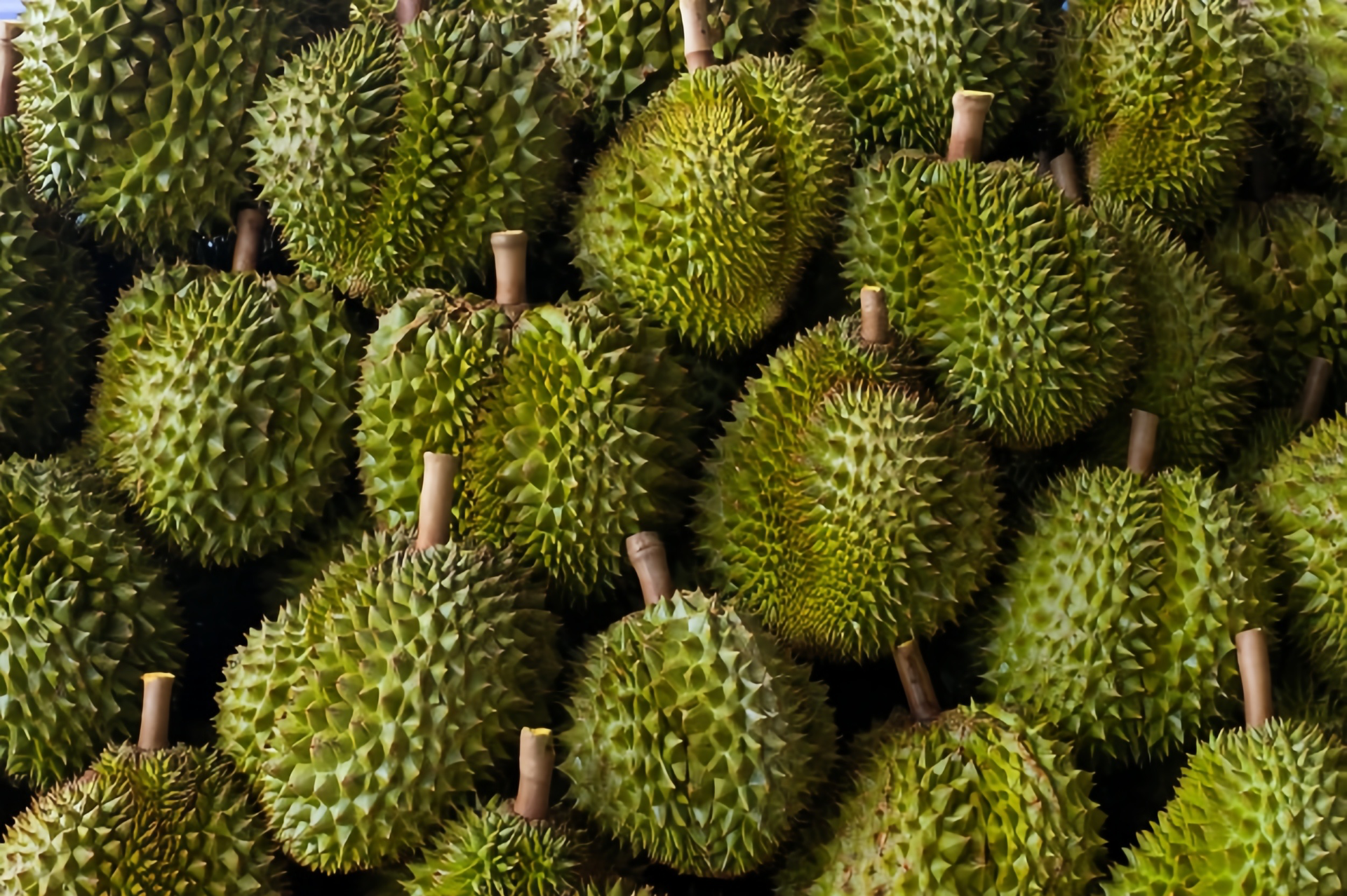 金枕头榴莲